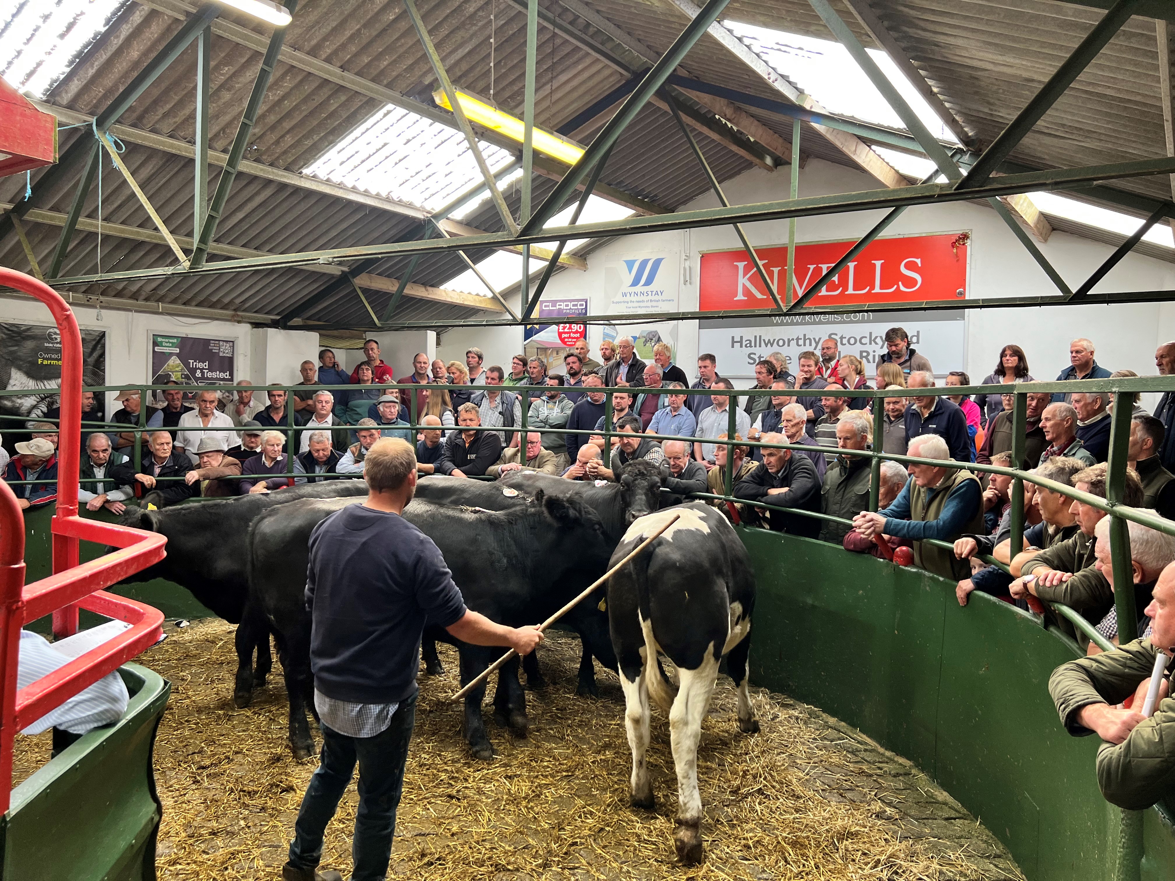 Cows in ring at Hallworthy Stockyard